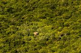 Elefant im Addo National Park, Südafrika