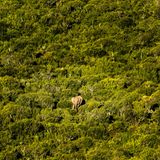 Elefant im Addo National Park, Südafrika