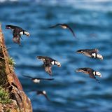 Papageientaucher, Neufundland, Bonavista-Halbinsel