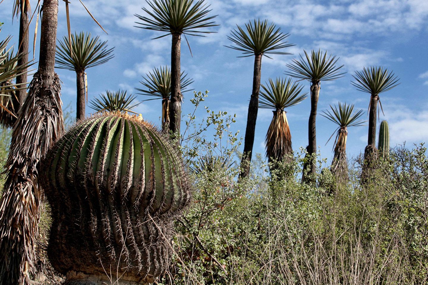 Tehuacán-Cuicatlán-Tal, Mexiko Mexiko, Tehuacán-Cuicatlán-Tal