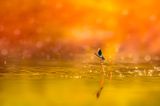 Libelle