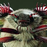 Feldmaikäfer-Modell