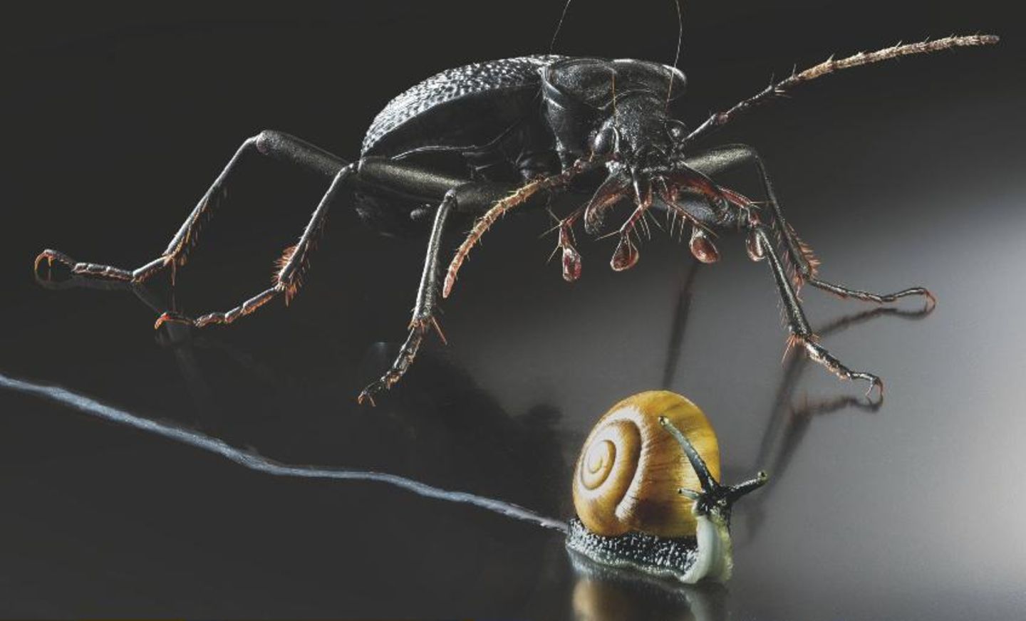 Laufkäfer mit Schnecke Insekten-Modell