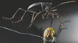Insekten-Modell