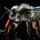 Modell einer Honigbiene