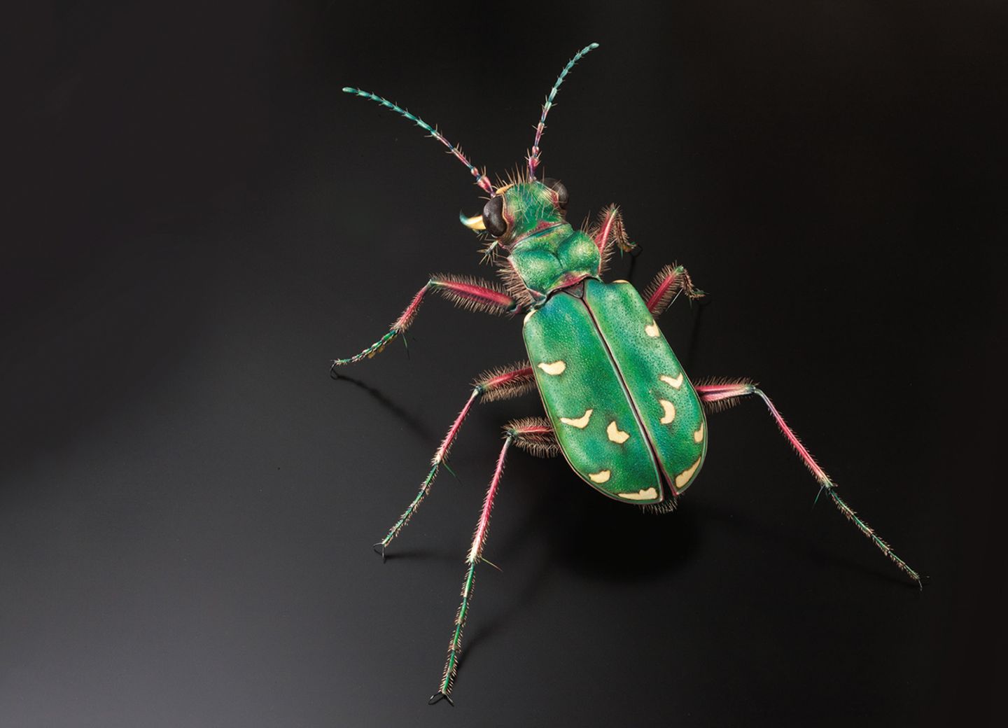 Insekten-Modell
