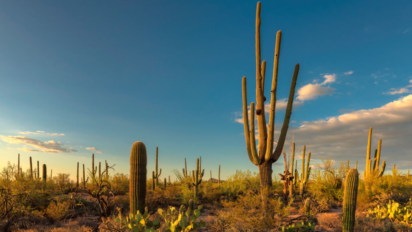 Saguaro-Kakteen: Zhe Burschen - [GEOLINO]