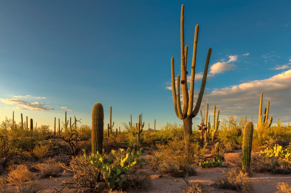 Saguaro-Kakteen
