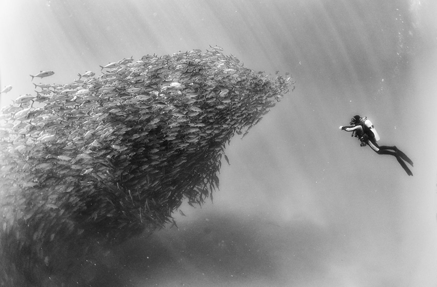 Für mehr Aufmerksamkeit: Fotograf begibt sich in gigantische Fischschwärme