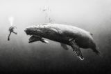 Zustand der Meere: Für mehr Aufmerksamkeit: Fotograf begibt sich in gigantische Fischschwärme - Bild 7