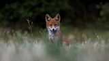 Fuchs