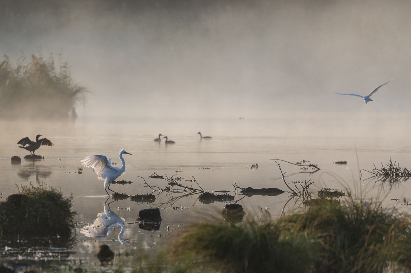 Silberreiher, Kormoran und Haubentaucher im Morgennebel Silberreiher, Kormoran und Haubentaucher im Morgennebel