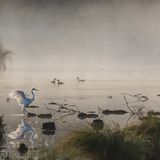 Silberreiher, Kormoran und Haubentaucher im Morgennebel