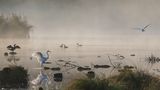 Silberreiher, Kormoran und Haubentaucher im Morgennebel