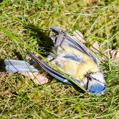 Tote Blaumeise
