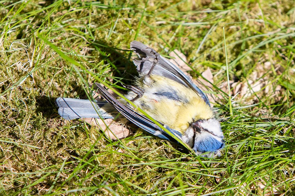 Tote Blaumeise