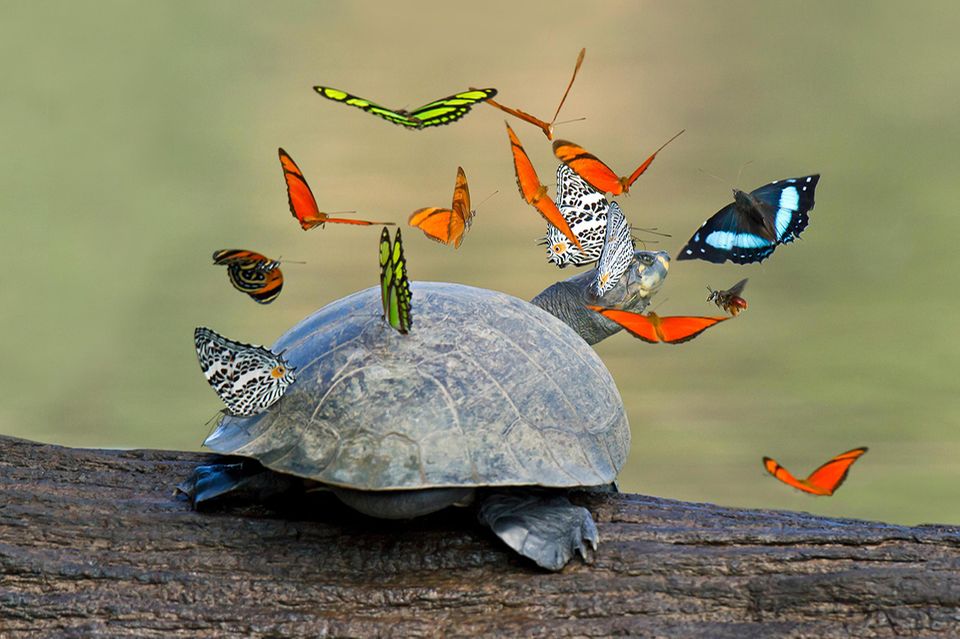 Foto: mauritius images / GFC Collection / Alamy, Schmetterlinge und Schildkröte