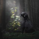 Monica van der Maden /Dog Photographer of the Year 2018