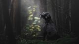 Monica van der Maden /Dog Photographer of the Year 2018