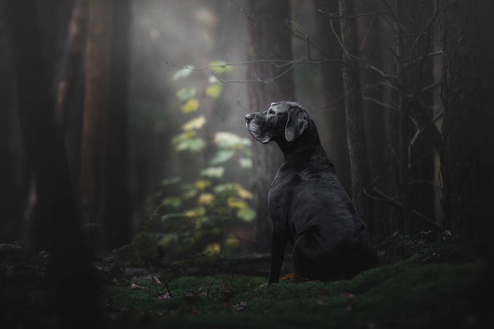Monica van der Maden /Dog Photographer of the Year 2018