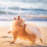 Elinor Roizman / Dog Photographer of the Year 2018