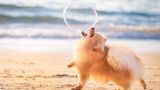 Elinor Roizman / Dog Photographer of the Year 2018