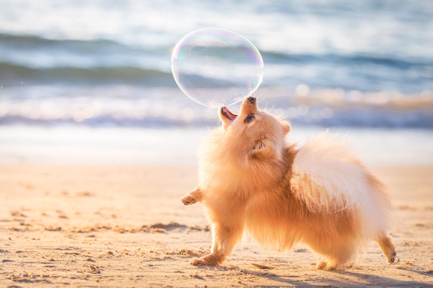 Elinor Roizman / Dog Photographer of the Year 2018