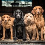 Tracy Kidd/Dog Photographer of the Year 2018
