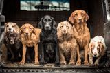 Tracy Kidd/Dog Photographer of the Year 2018