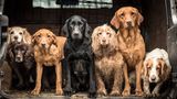 Tracy Kidd/Dog Photographer of the Year 2018