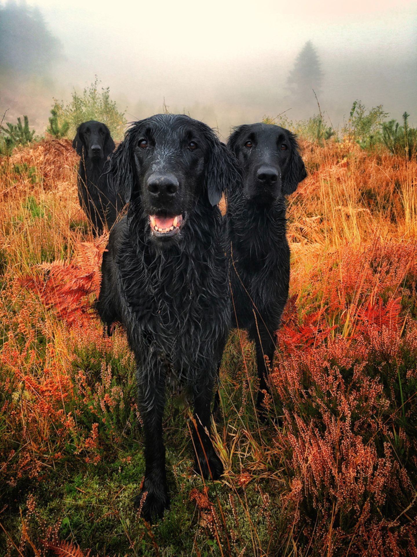 Carol Durrant/the Dog Photographer of the Year 2018