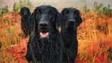 Carol Durrant/the Dog Photographer of the Year 2018