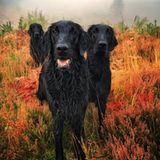 Carol Durrant/the Dog Photographer of the Year 2018