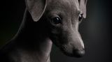 Klaus Dyba/Dog Photographer of the Year 2018