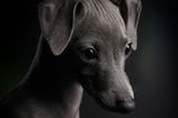 Klaus Dyba/Dog Photographer of the Year 2018
