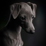 Klaus Dyba/Dog Photographer of the Year 2018