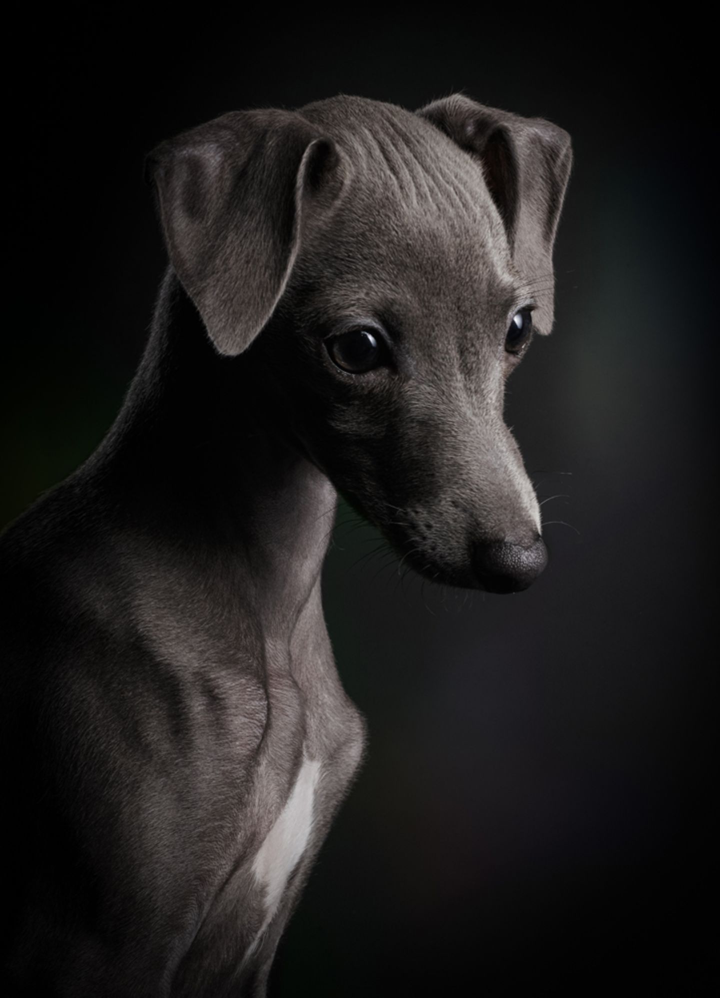 Klaus Dyba/Dog Photographer of the Year 2018