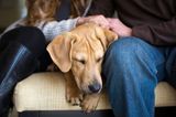 Sonya Kolb/Dog Photographer of the Year 2018