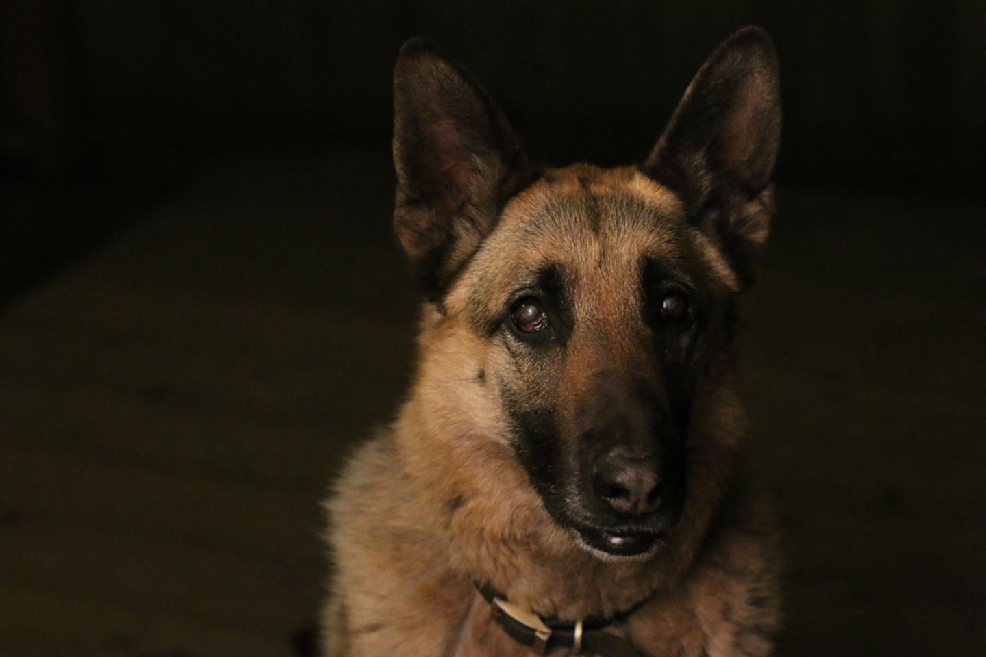 Mariah Mobley/Dog Photographer of the Year 2018