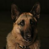 Mariah Mobley/Dog Photographer of the Year 2018