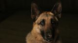 Mariah Mobley/Dog Photographer of the Year 2018
