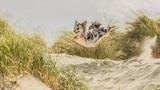 Steffi Cousins/Dog Photographer of the Year 2018