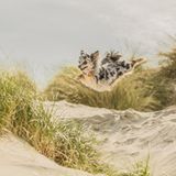 Steffi Cousins/Dog Photographer of the Year 2018