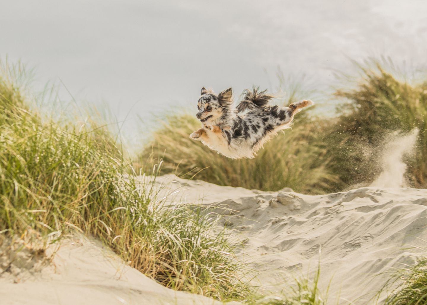 Steffi Cousins/Dog Photographer of the Year 2018