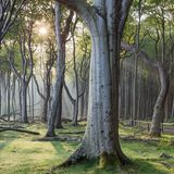 Gespensterwald an der Ostsee bei Nienhagen