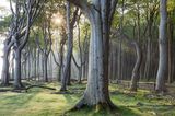 Gespensterwald an der Ostsee bei Nienhagen