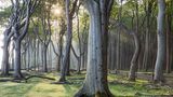 Gespensterwald an der Ostsee bei Nienhagen