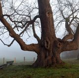 Tanzlinde Ostwestfalen