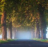 Kastanienallee auf Usedom