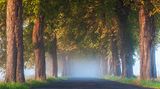 Kastanienallee auf Usedom